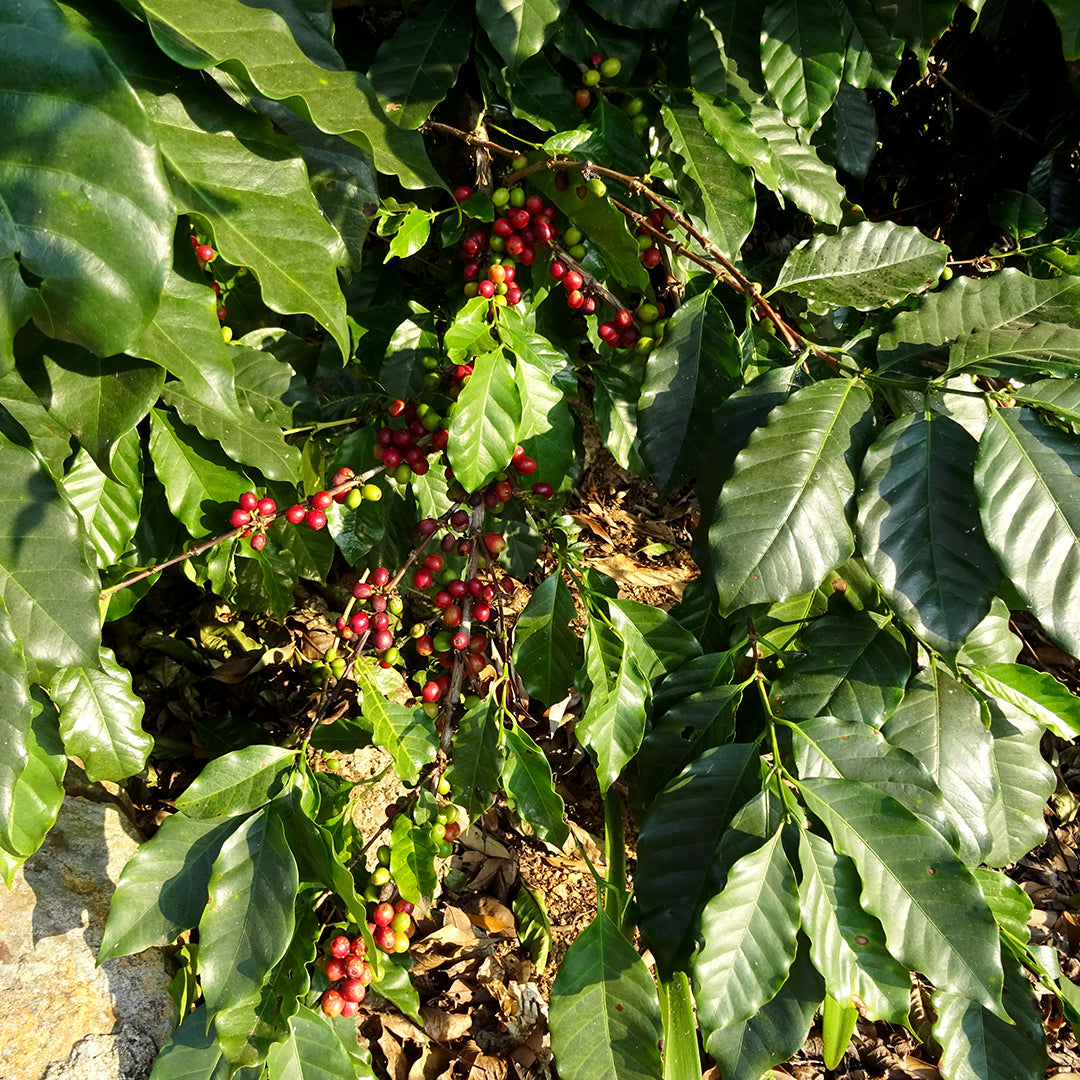 Wilde Rasselbande · 60 % Arabica · 40 % Robusta