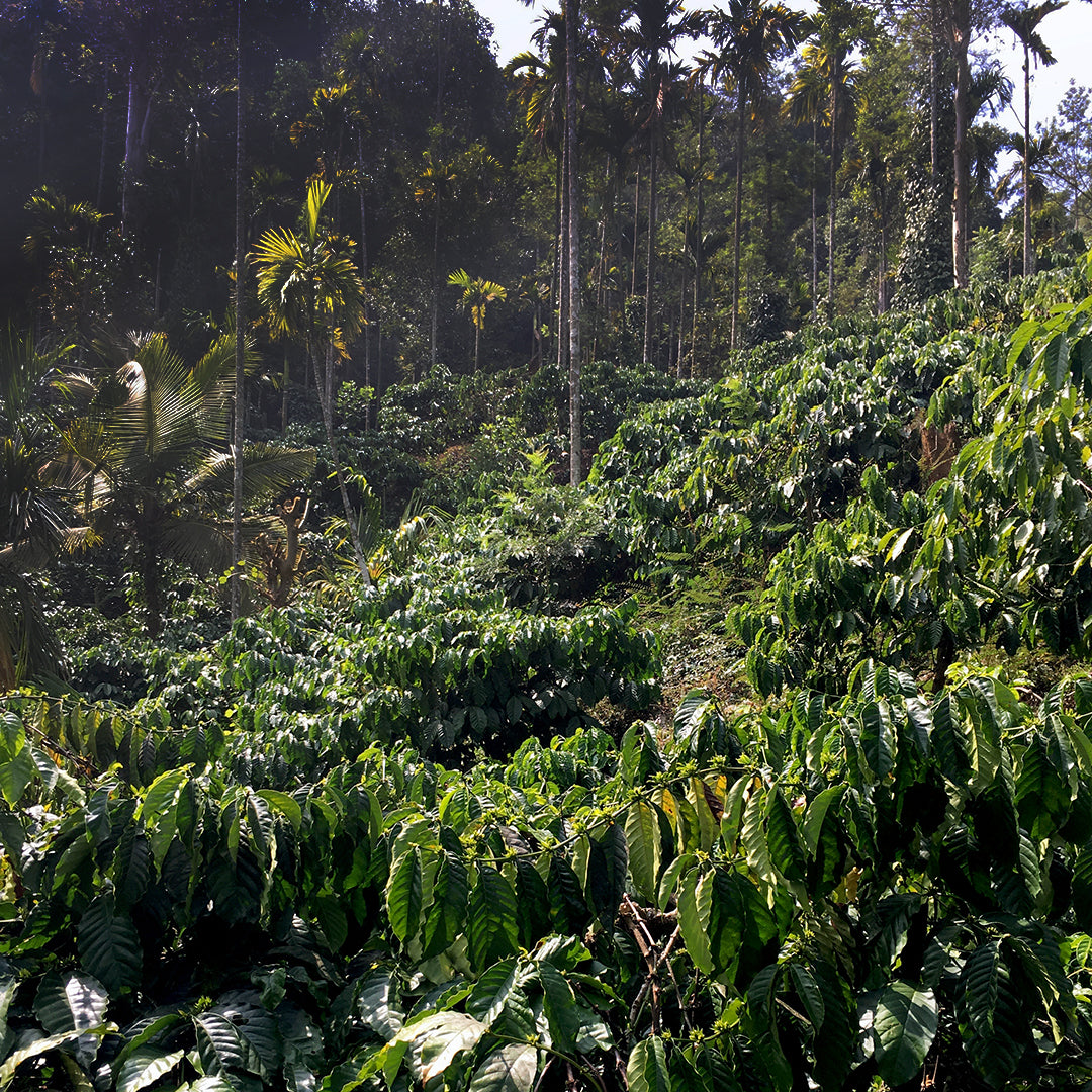 Harte Jungs · 100 % Robusta