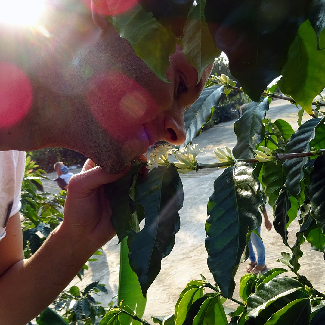 Harte Jungs · 100 % Robusta